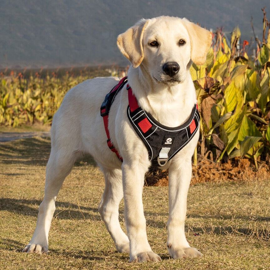 No-Pull-Dog-Harness-Leash-Set.jpg