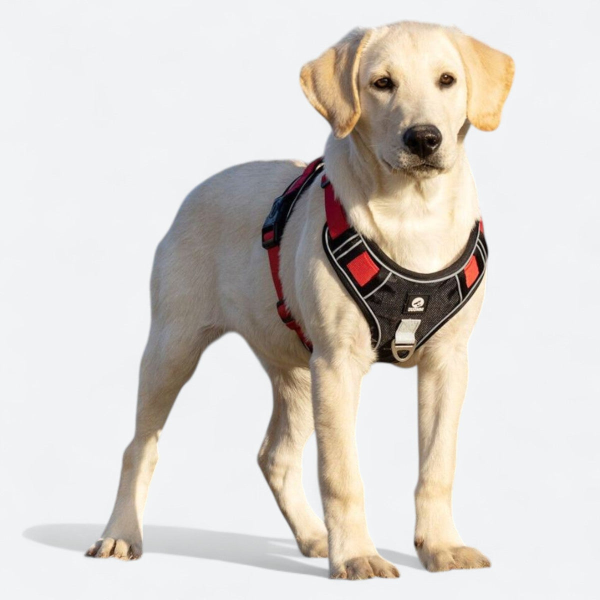 No-Pull-Dog-Harness-Leash-Set.jpg