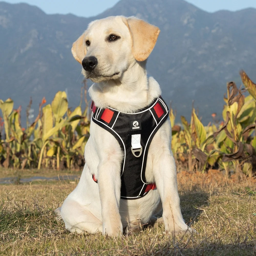 No-Pull-Dog-Harness-Leash-Set.jpg