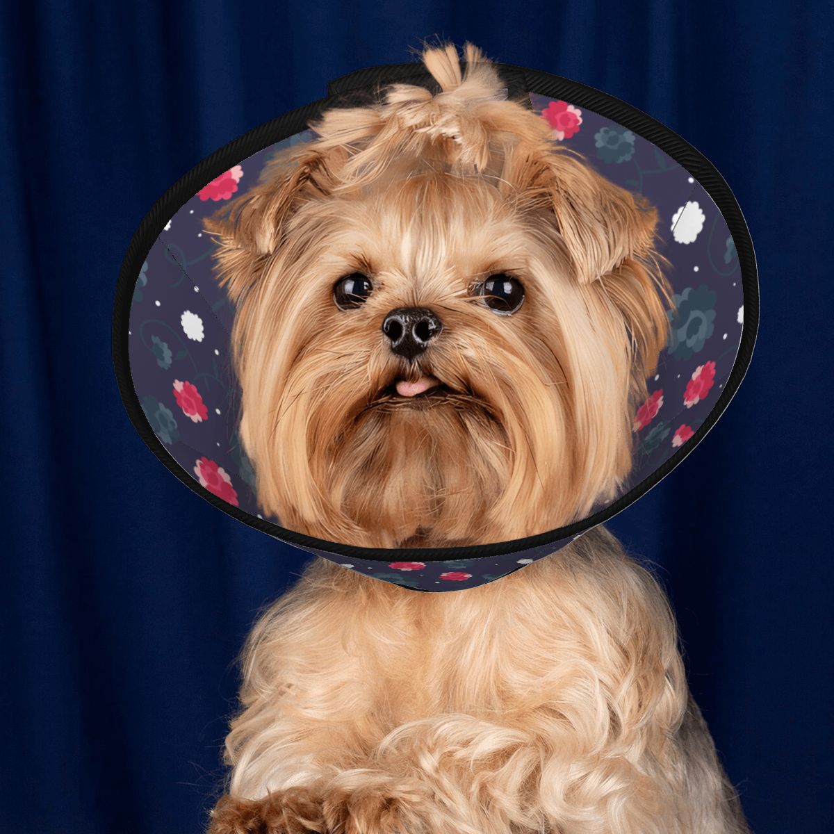 Ollie soft cone for dogs