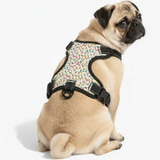 Sam - NO-PULL Iggy Harness & Leash Set | for small and large Dogs