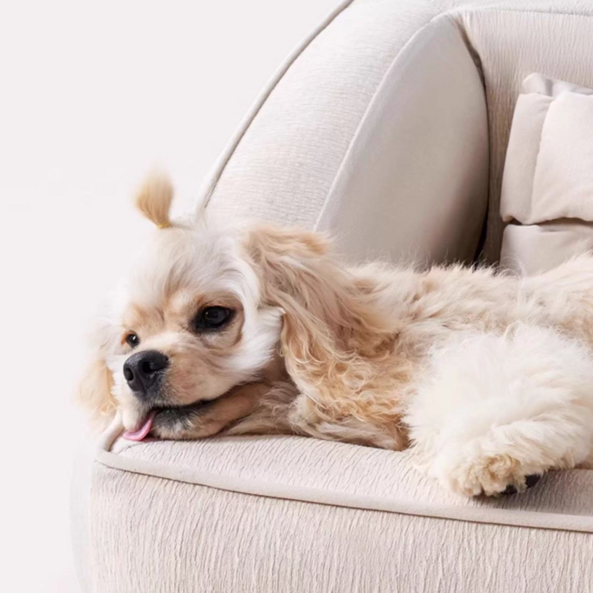 Premium-Orthopedic-Dog-Pillow-Bed.jpg