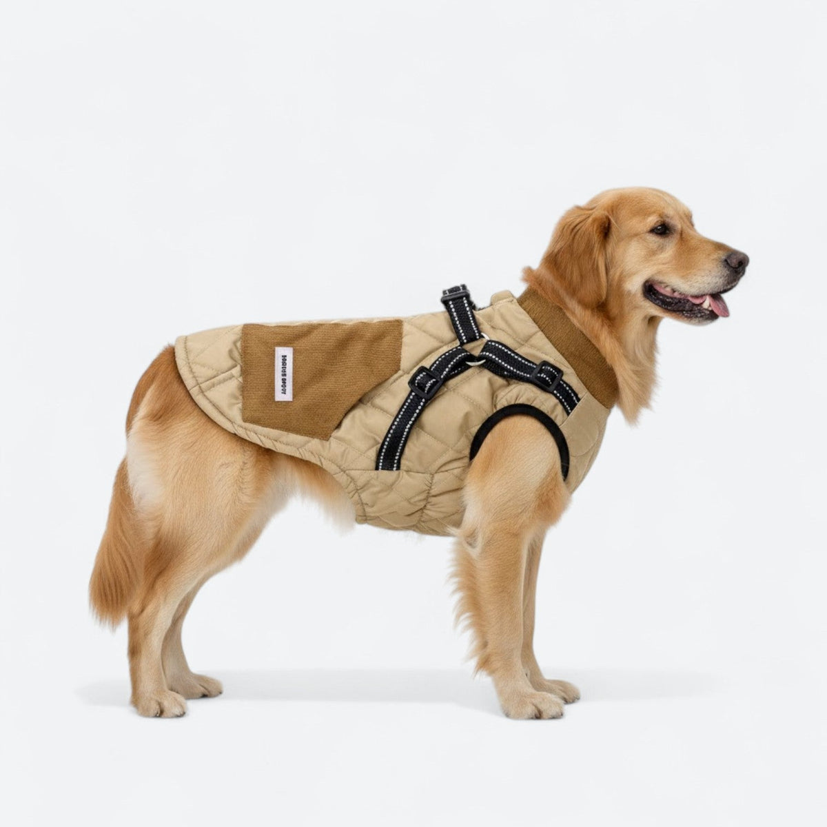 Dog wearing a quilted winter jacket with built-in harness