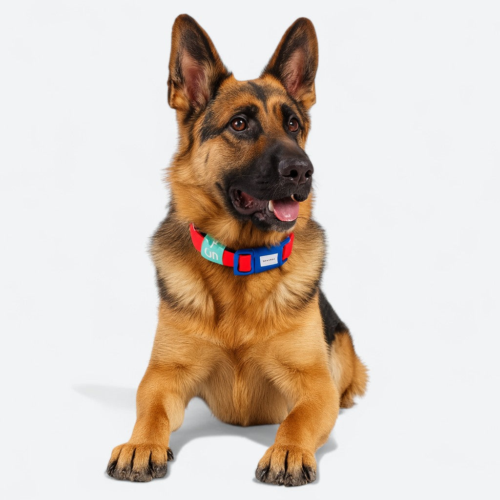 Reflective Waterproof Iggy Collar