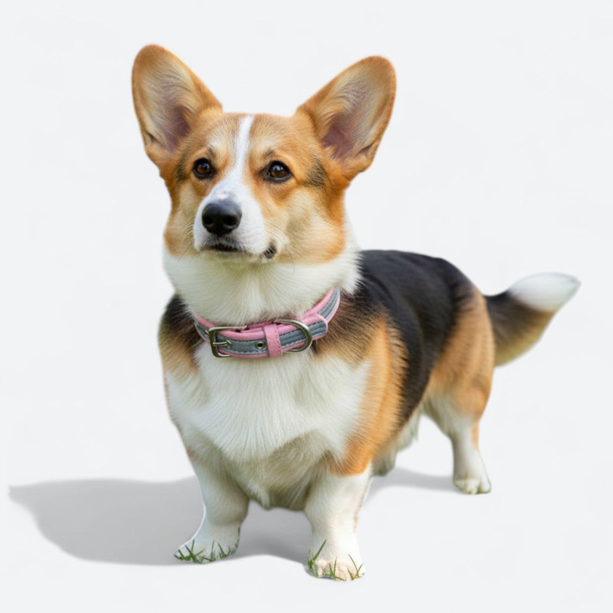 Reflective-Dog-Collar-Leash-Set.jpg
