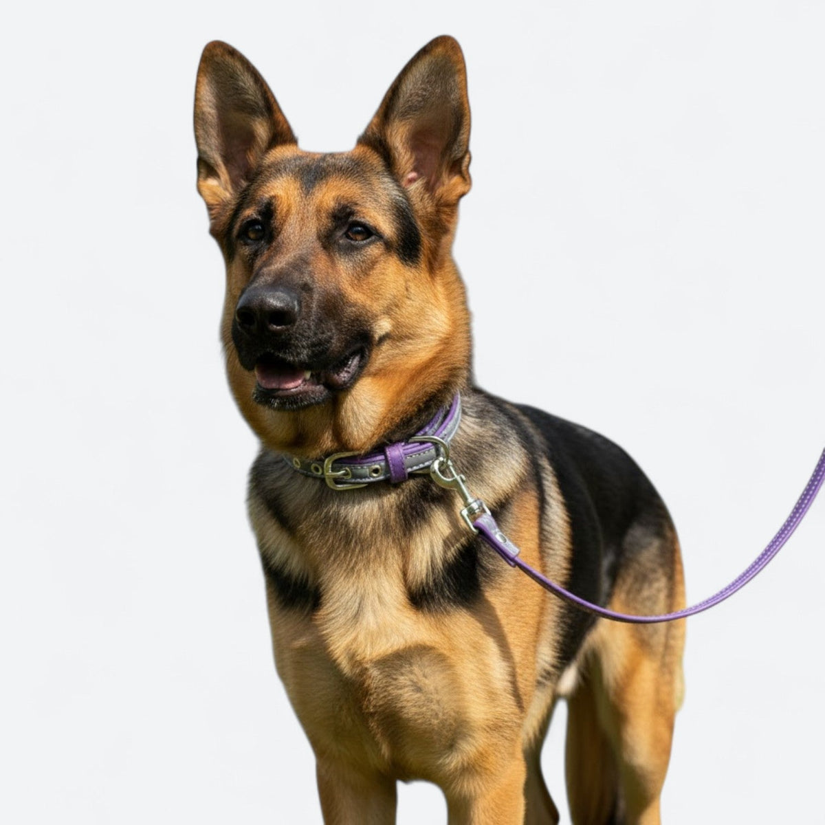 Reflective-Dog-Collar-Leash-Set.jpg