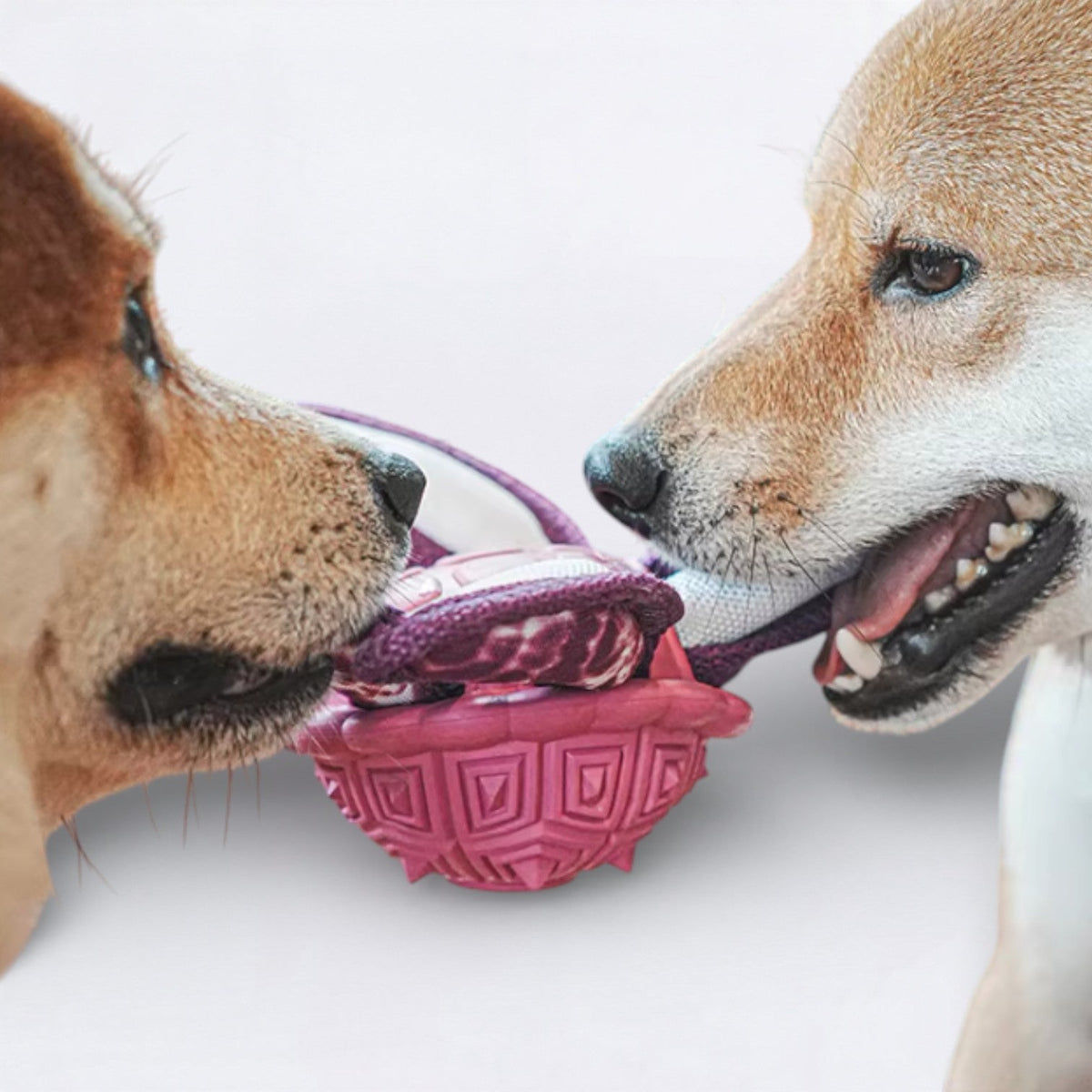 Rubber-Tibetan-Turtle-Dog-Toy.jpg