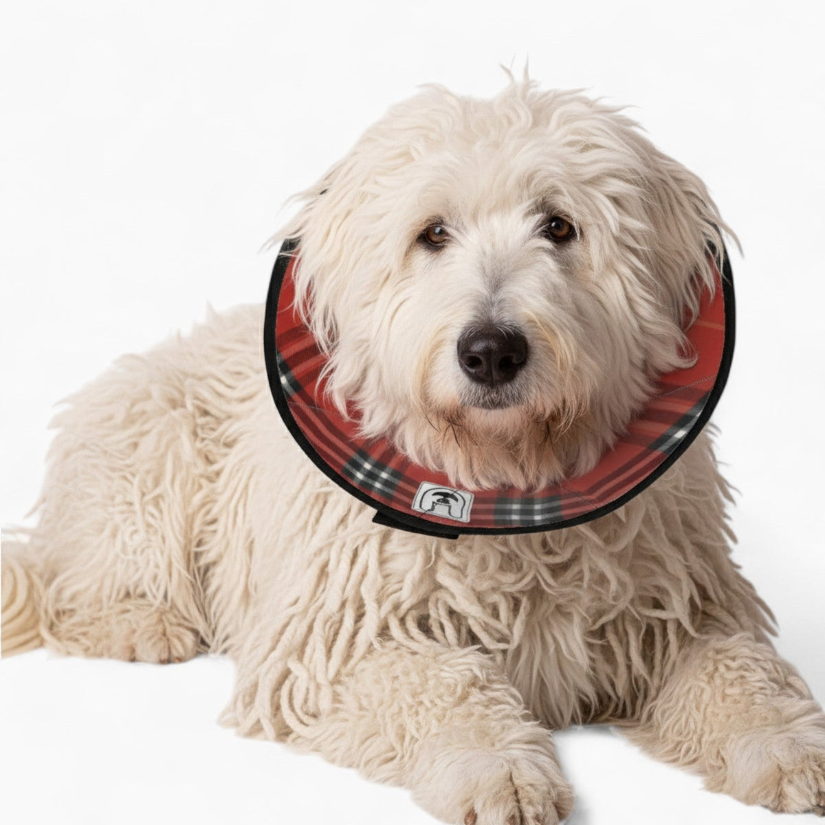 Penny - Soft Iggy Cone & Elizabethan Collar