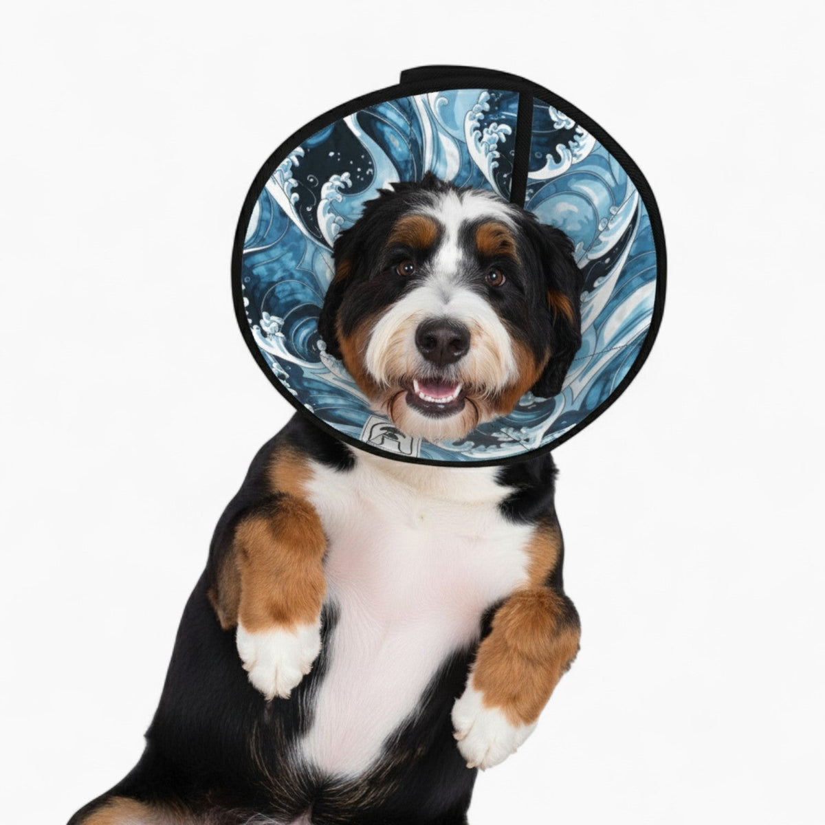 Sam - Soft Iggy Cone & Elizabethan Collar