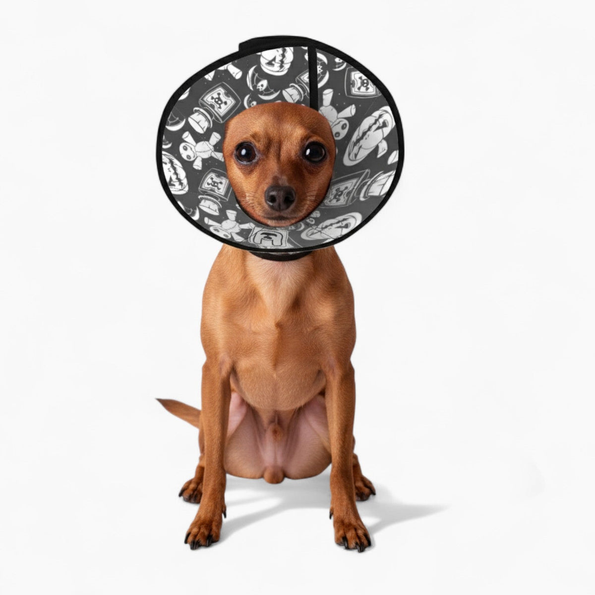 Charlie - Soft Iggy Cone & Elizabethan Collar