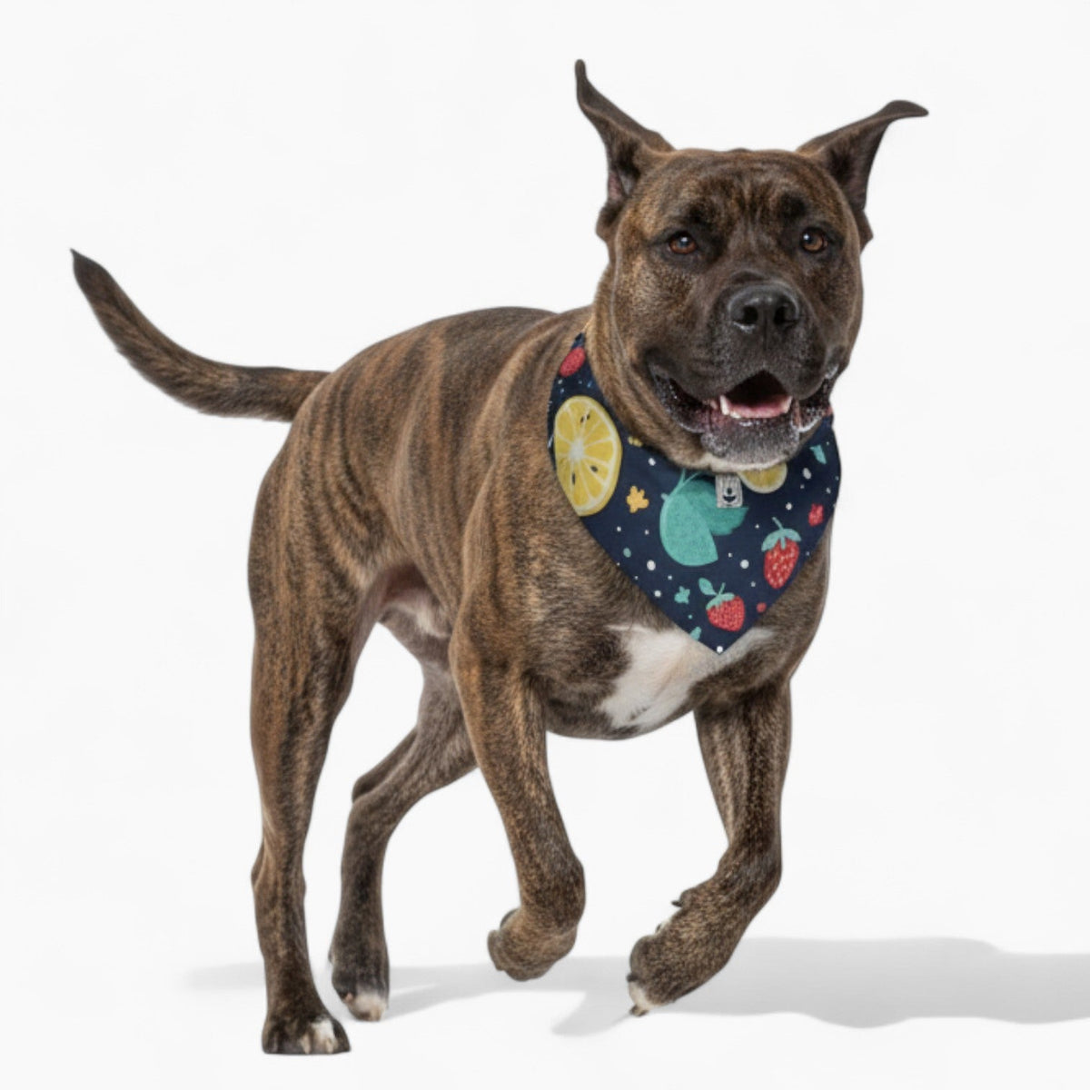 Mocha - Stylish Iggy Bandana