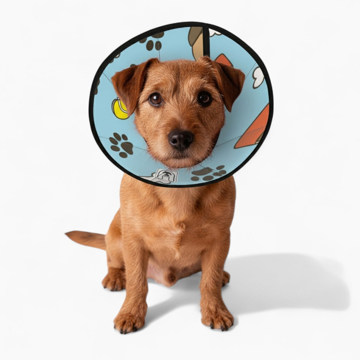 Teddy - Soft Iggy Cone & Elizabethan Collar