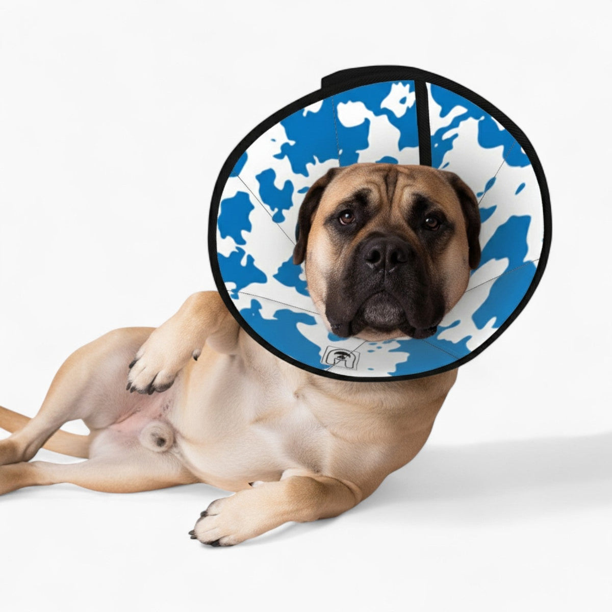 Rex - Soft Iggy Cone & Elizabethan Collar
