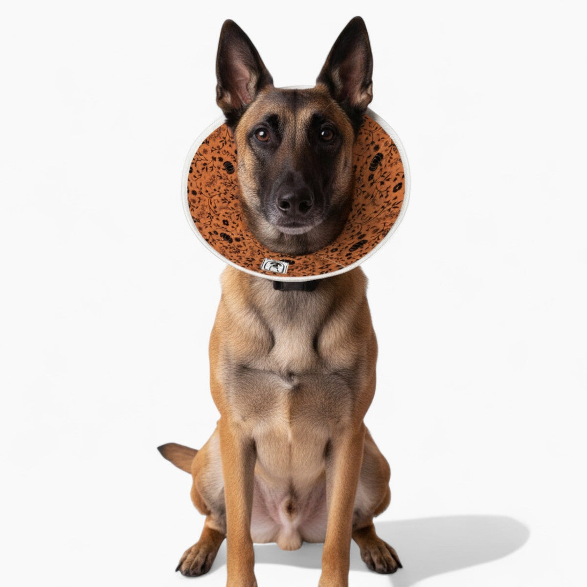 Daisy - Soft Iggy Cone & Elizabethan Collar