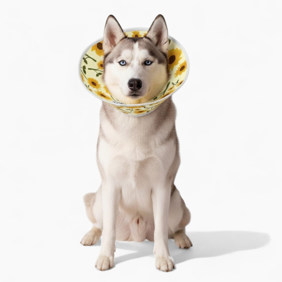 Chloe - Soft Iggy Cone & Elizabethan Collar
