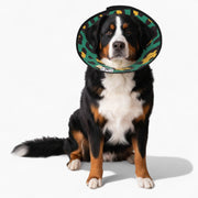 Coco - Soft Iggy Cone & Elizabethan Collar