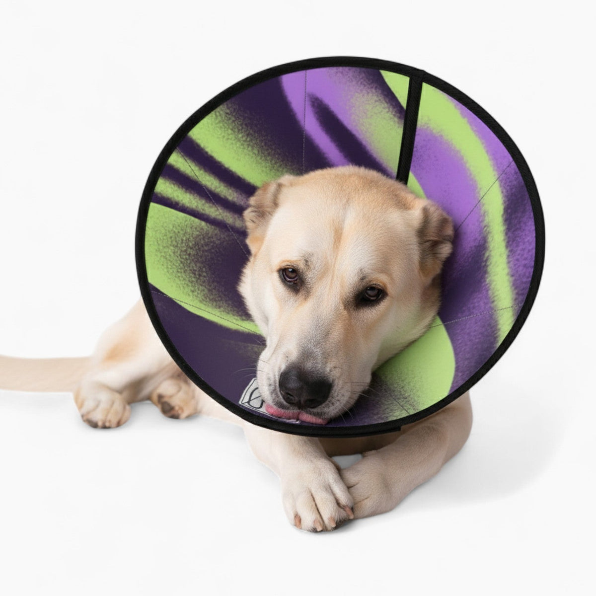 Winnie - Soft Iggy Cone & Elizabethan Collar