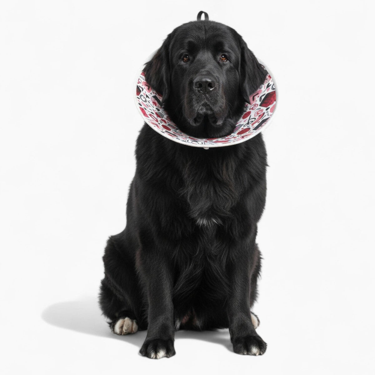 Oliver - Soft Iggy Cone & Elizabethan Collar