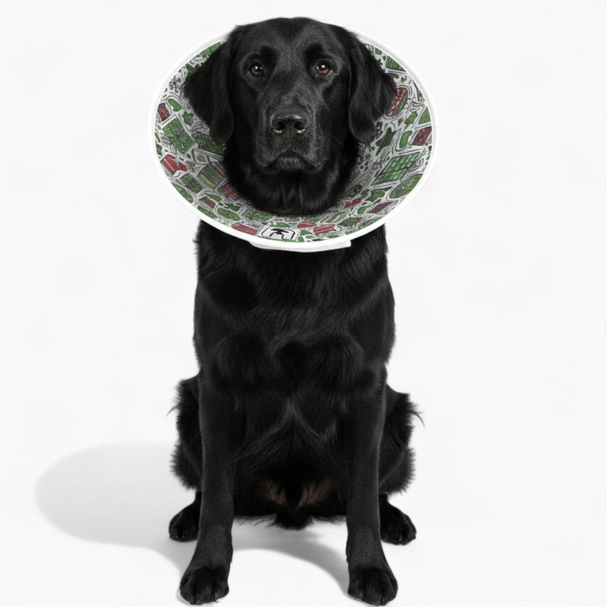 Milo - Soft Iggy Cone & Elizabethan Collar