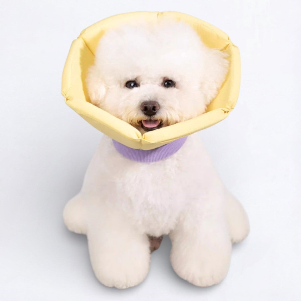 Soft-Inflatable-Recovery-Dog-Cones.jpg