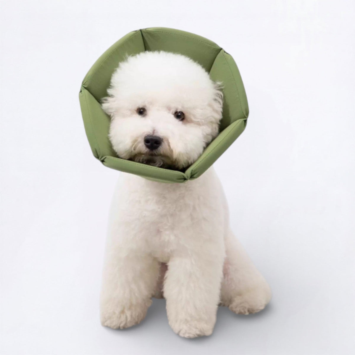 Soft-Inflatable-Recovery-Dog-Cones.jpg