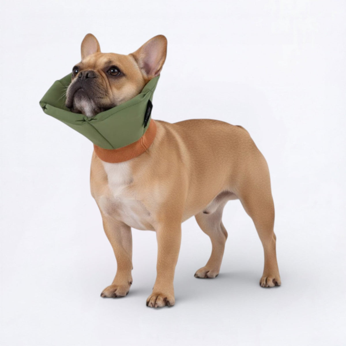 Soft-Inflatable-Recovery-Dog-Cones.jpg