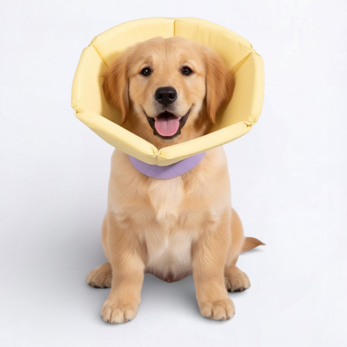 Soft-Inflatable-Recovery-Dog-Cones.jpg