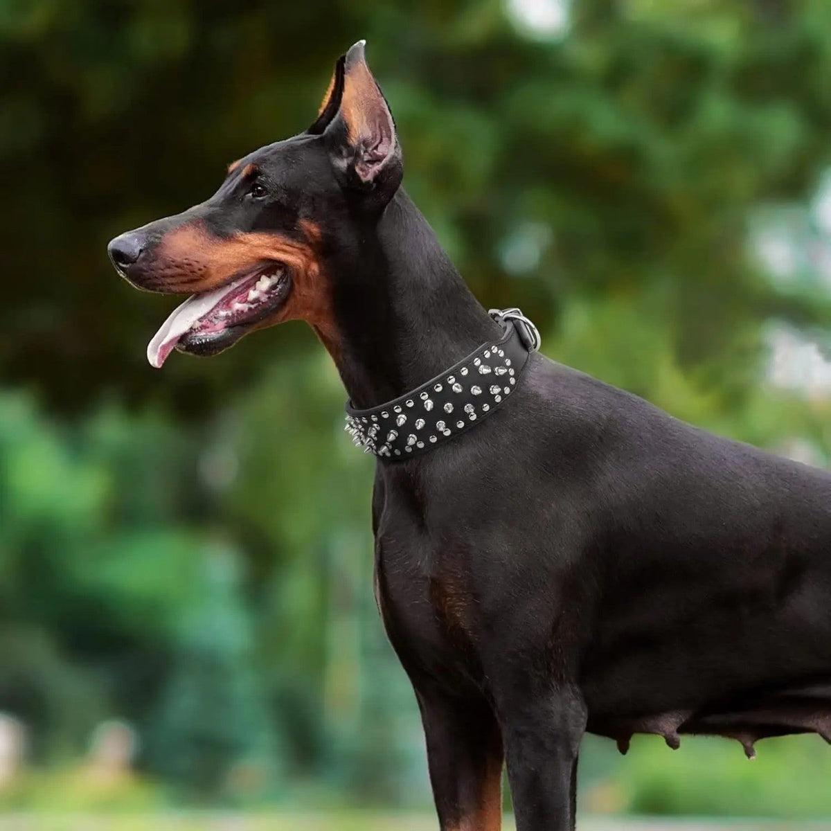 Spiked-Leather-Dog-Collar-Leash-Set.jpg