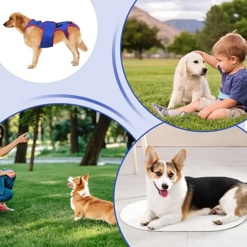 Spinal-Fracture-Fixation-Dog-Belt.jpg