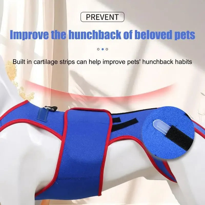Spinal-Fracture-Fixation-Dog-Belt.jpg
