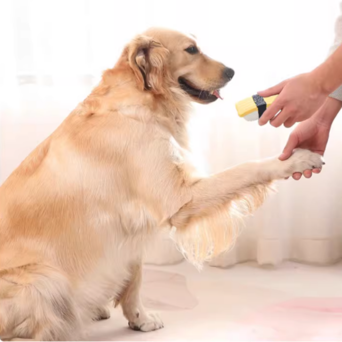 Squeaky-Latex-Dog-Sushi-Toy.jpg