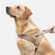 Tactical no-pull dog harness and leash set