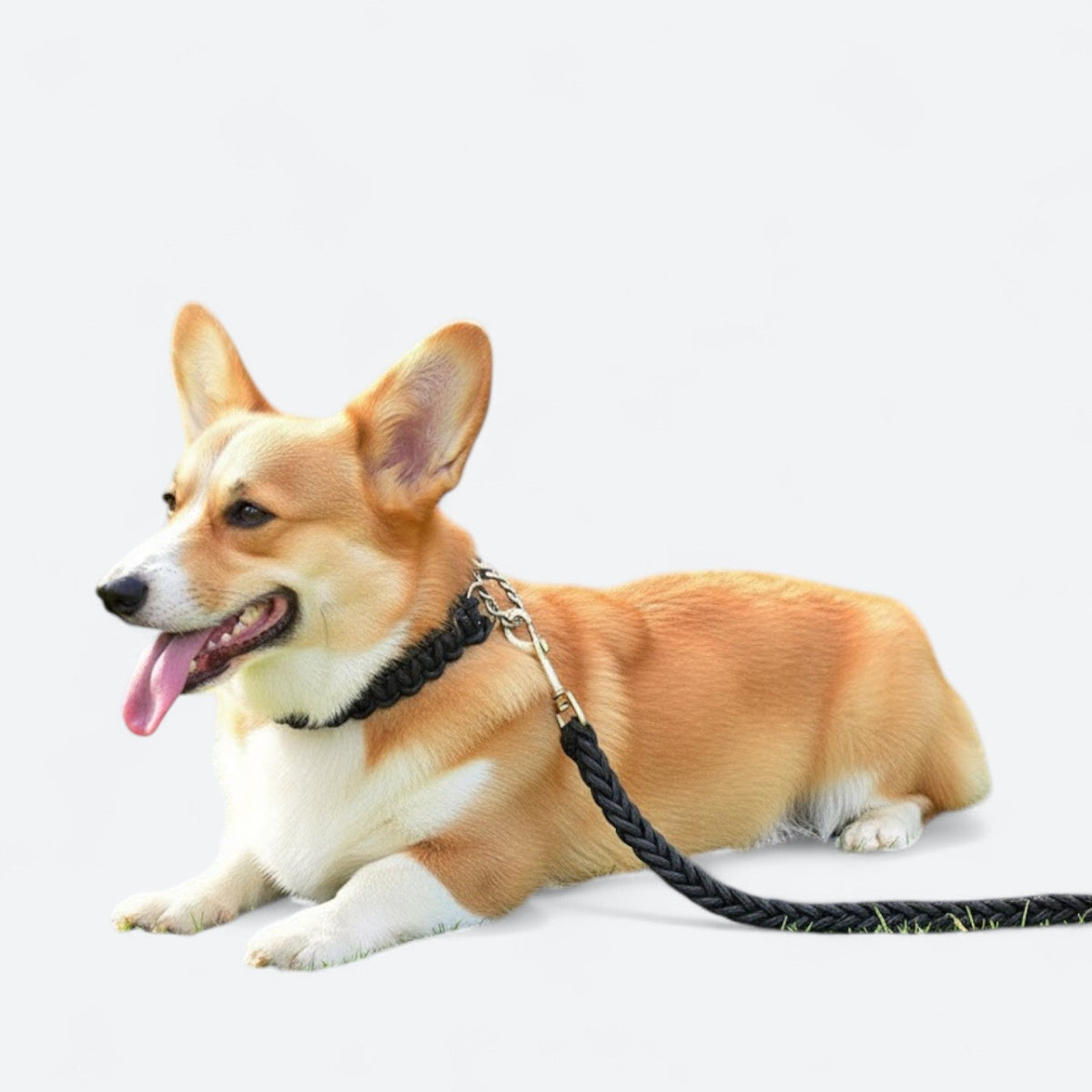 Training-Dog-Harness-Leash-Set-with-Collar.jpg