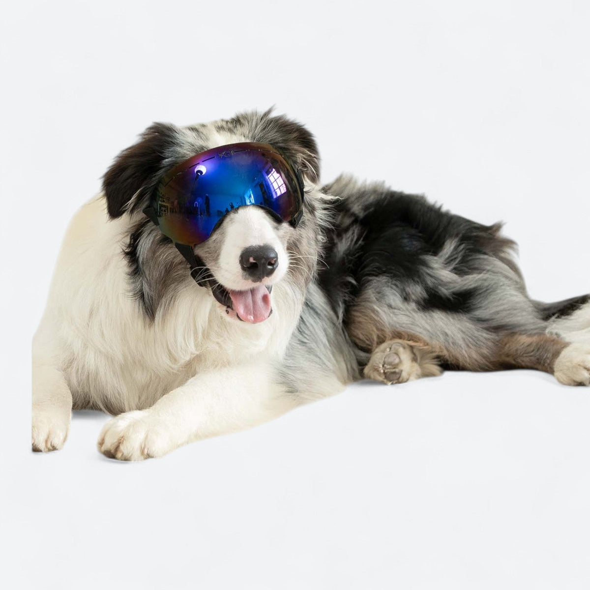 UV-Protection-Dog-Goggles.jpg