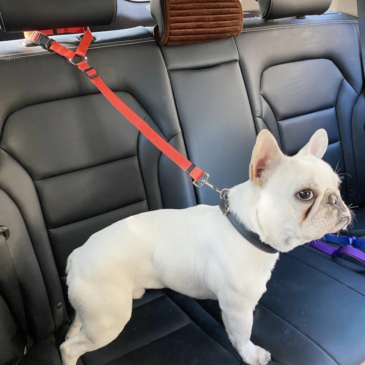 Universal-Safety-Dog-Car-Seat-Belt.jpg