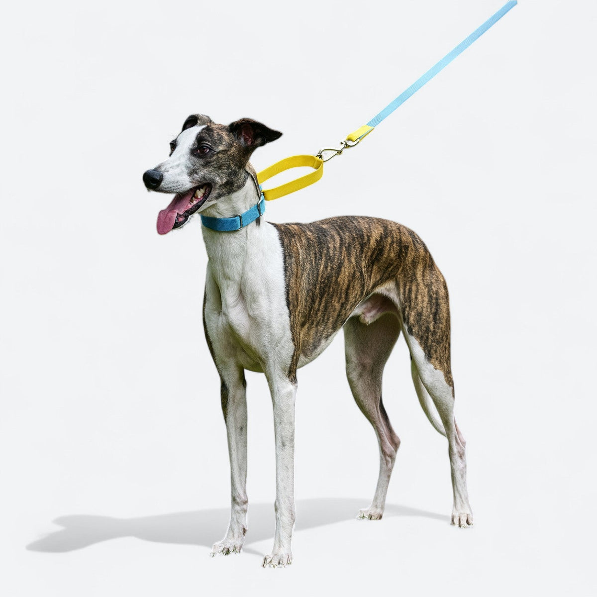 Waterproof-PVC-Dog-Collar-Leash-Set.jpg