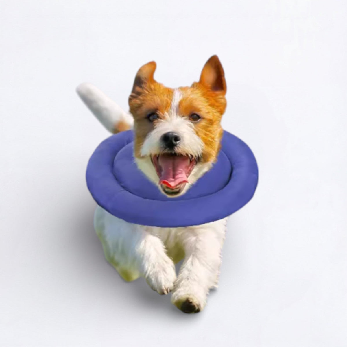 Waterproof-Recovery-Dog-Neck-Brace.jpg