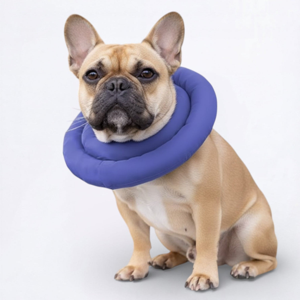 Waterproof-Recovery-Dog-Neck-Brace.jpg