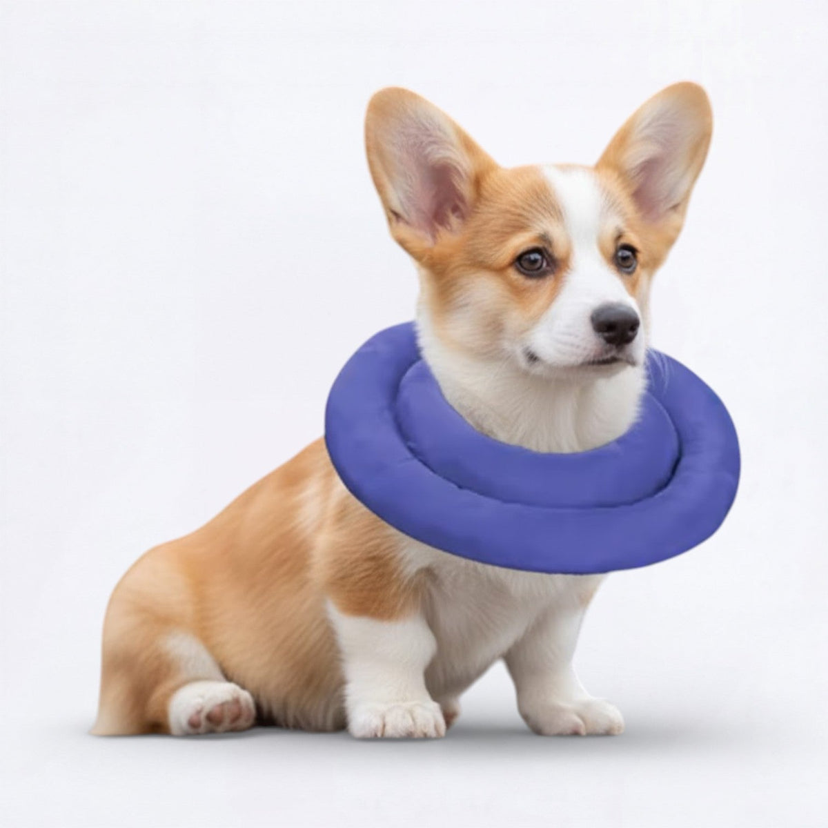 Waterproof-Recovery-Dog-Neck-Brace.jpg