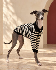 Black Stripe Cotton Iggy Polo in Black, worn by an Italian Greyhound