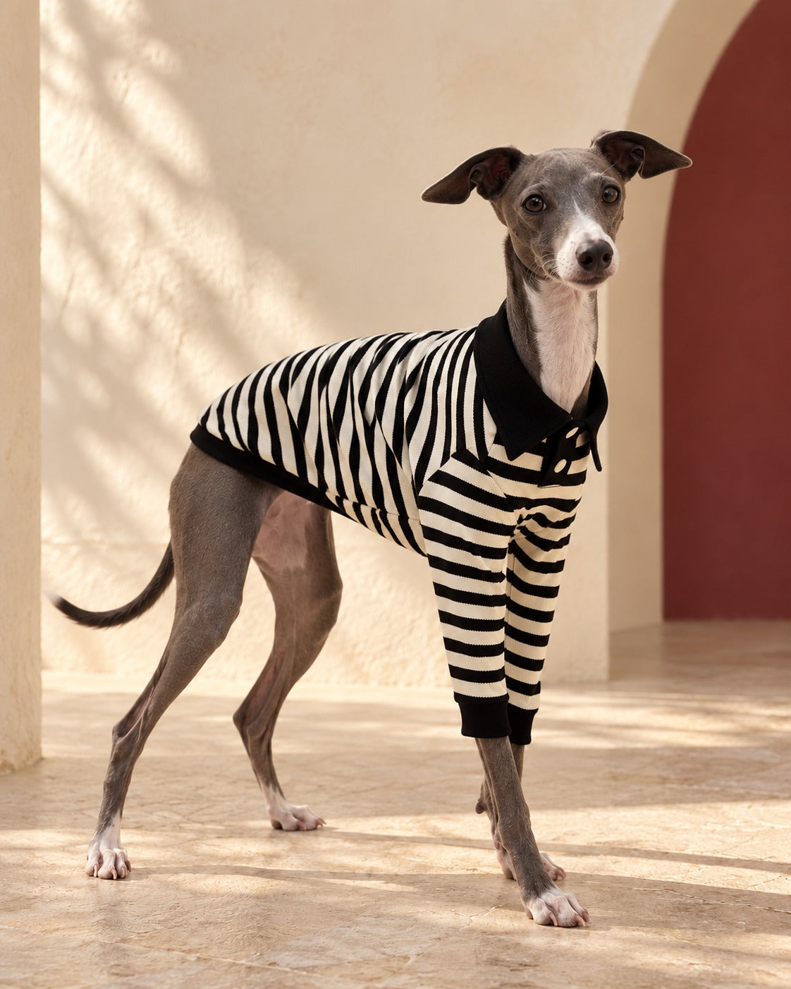 Black Stripe Cotton Iggy Polo in Black, worn by an Italian Greyhound