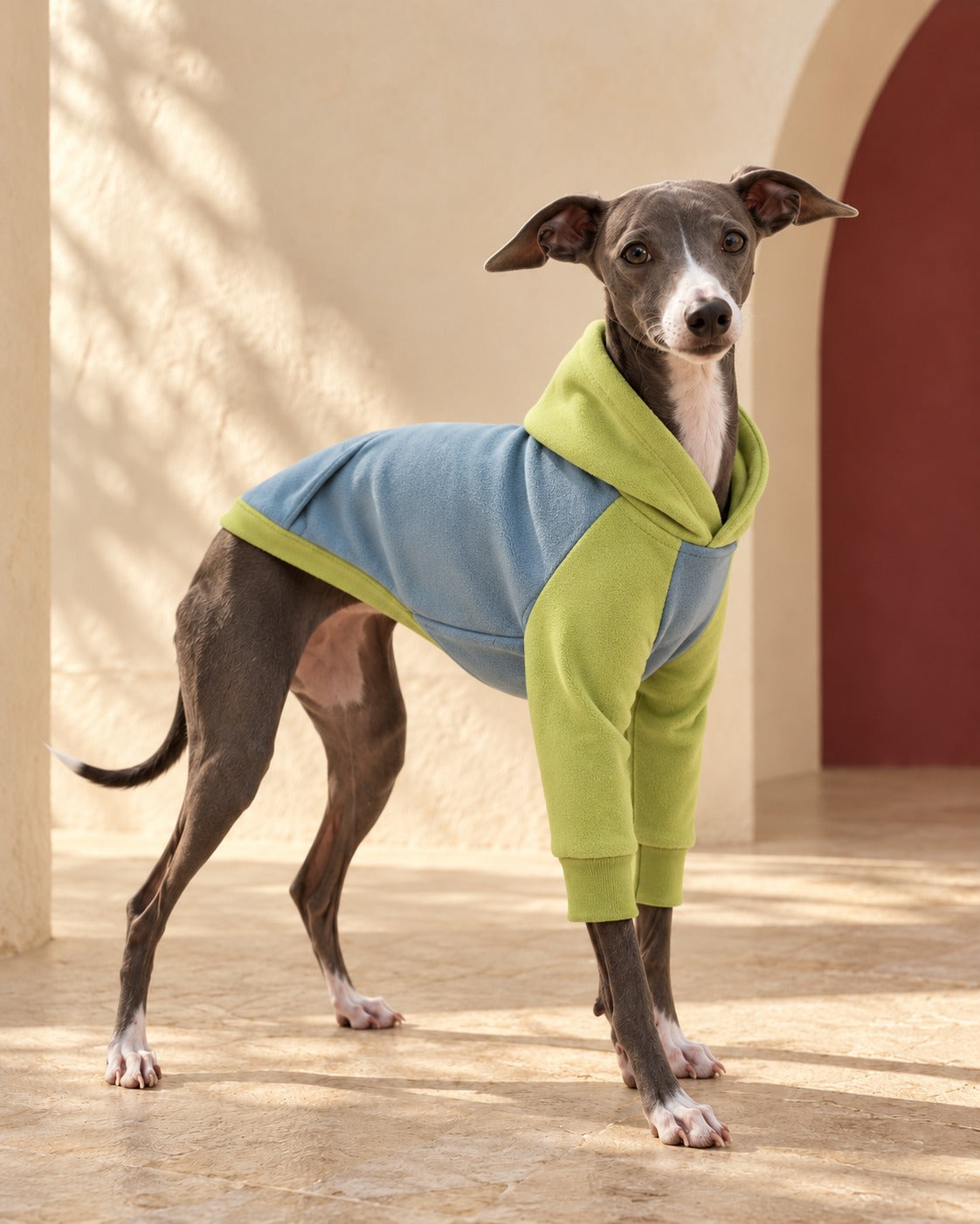 Blue & Lime Iggy Hoodie, worn by an Italian Greyhound