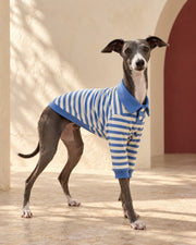 Blue Stripe Cotton Iggy Polo, worn by an Italian Greyhound