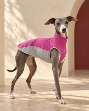 Colourblock Sleeveless Iggy Summer Top in Magenta, worn by an Italian Greyhound