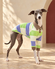 Colourblock Stripe Cotton Iggy Polo, worn by an Italian Greyhound