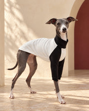 Contrast-Sleeve Cotton Iggy Shirt in White, worn by an Italian Greyhound