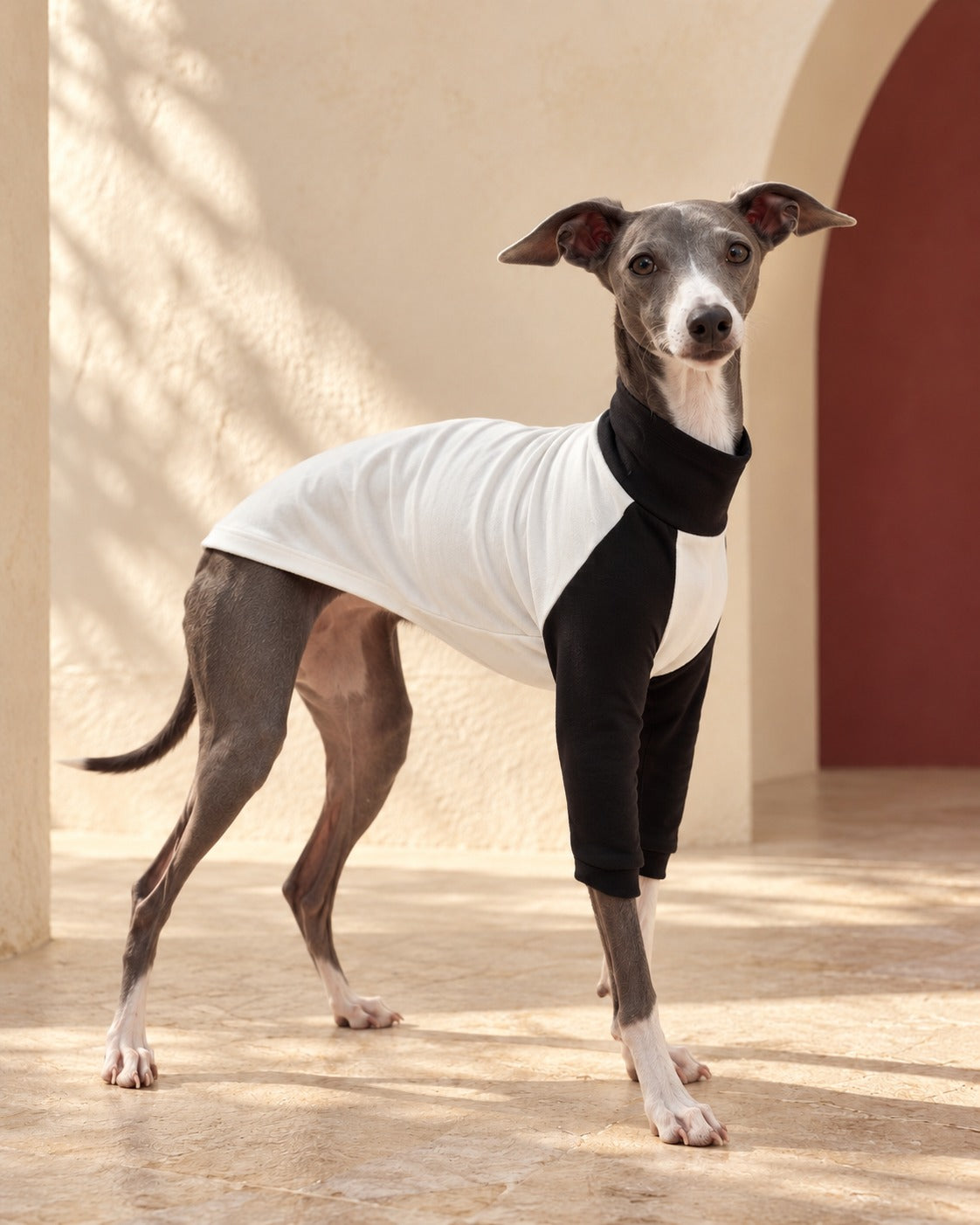 Contrast-Sleeve Cotton Iggy Shirt in White, worn by an Italian Greyhound