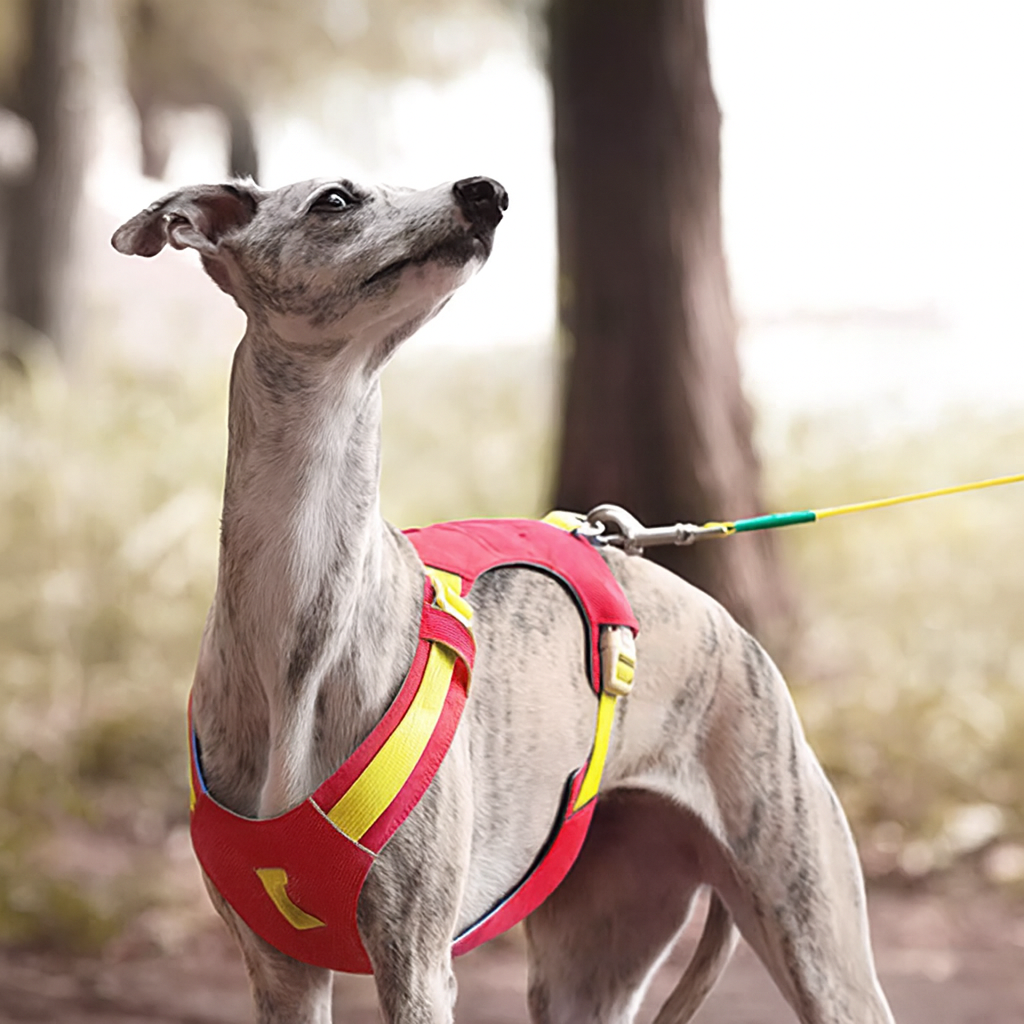 Linea Reflective Adjustable Iggy Harness Set