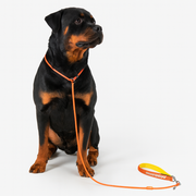 Professional P Rope Iggy Leash