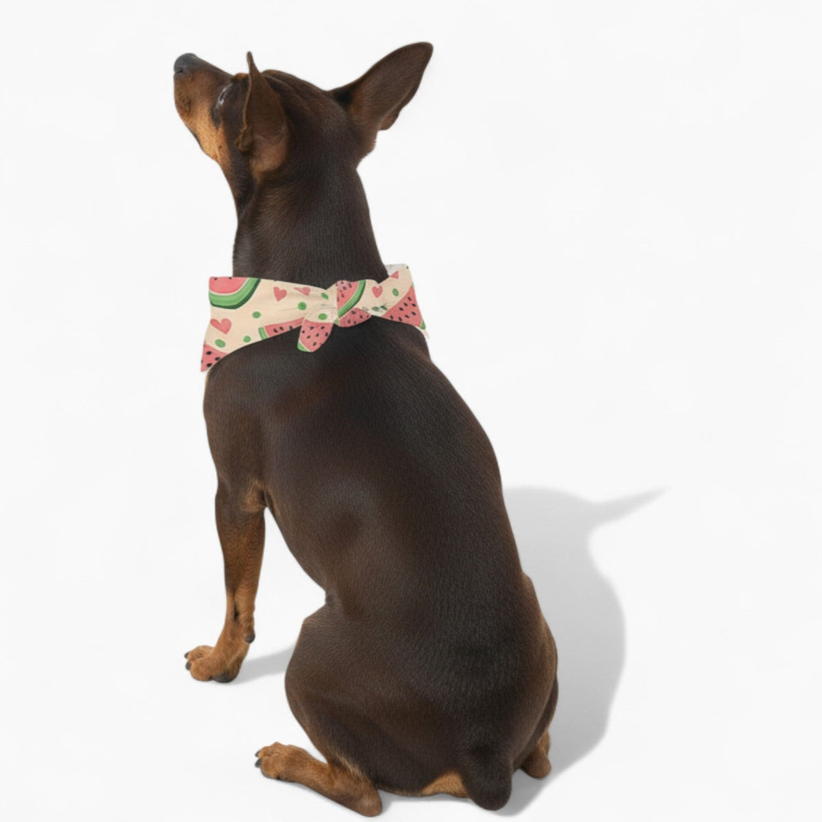 Klara - Stylish Iggy Bandana